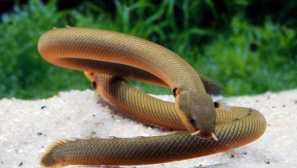 Sadržaj calamoicht kompatibilan za uzgoj fotografije opis video.